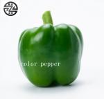 Green Bell Pepper Capsicum Multifunctional Improving Eyesight And Immunity