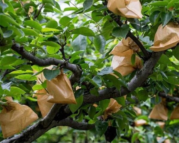 Quality Vietnam Fruit Growing Protection Wrapping Mango Paper Bag Waterproof for sale