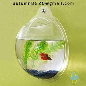 Quality acrylic wall mount fish bowl for sale