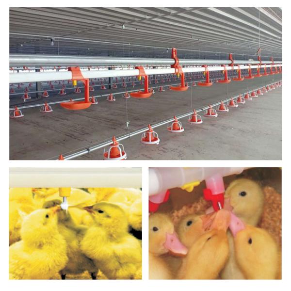 Automatic feeding pan line poultry feeders and drinkers chicken 1