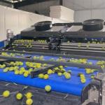 99.9% Accuracy PLC Control Plum Sorting Machine for Industrial Control System