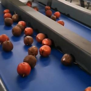 Quality PLC Control Hawthorn Sorting Machine For Automated Applications And Reliable Performance for sale