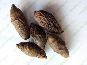 China Areca seed Areca catechu L dried fruits Semen Arecae for food and herb Bing lang on sale
