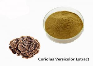 China Strengthen Physique Brown Yellow Coriolus Versicolor Extract Powder on sale