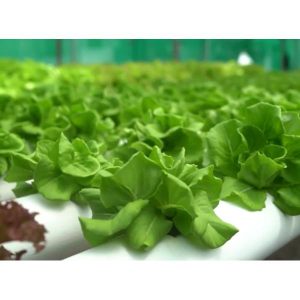Lettuce Leafy Greenhouse Led Grow Light Improves Taste Red Coloration Yields