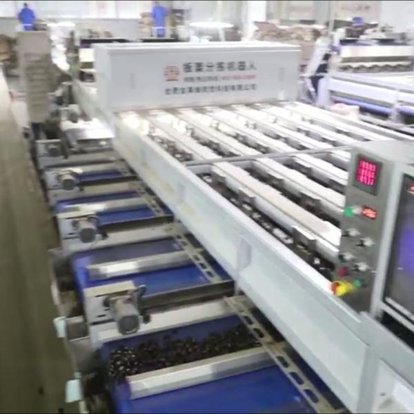 Optimize Your Output with Our High Capacity, AI Powered Chestnut Sorting Machine