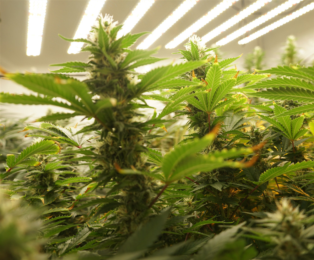 360W Hydroponics LED Grow Lights With Timer Full Spectrum Module Design