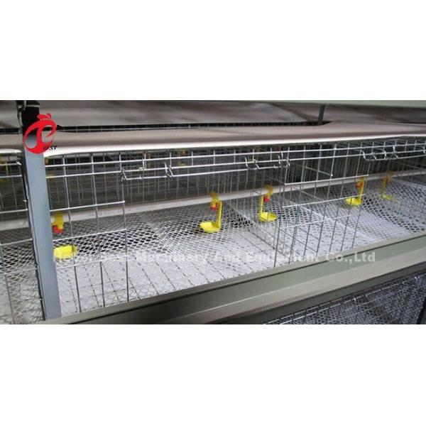 96 Birds A Type 1-12 Weeks Chick Brooder Cage In Chicken Farm Doris