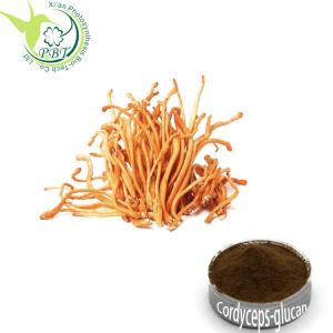 China Natural Pure CS-4 Cordyceps Mushroom Supplement Herb Extract on sale
