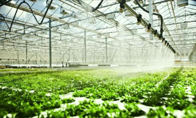 Illuminate Seedling Cultivation Facility Greenhouse