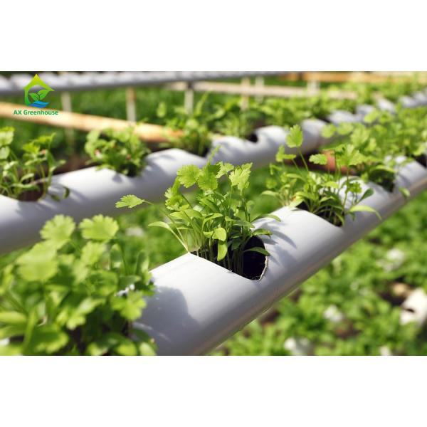 Indoor Farming Custom Soilless NFT Hydroponic System Nutrient Solution Cultivation