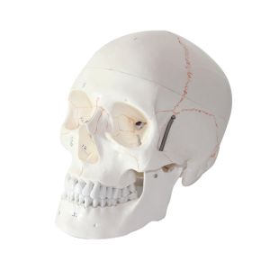 Quality PVC Simulation Human Skull Model Detachable Skull Anatomy With Bone Sutures for sale