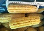 100% Fresh IQF Frozen Vegetables , High Grade Whole Sweet Sticky Corn