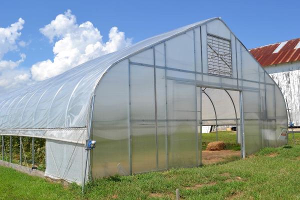 Buy Single Tunnel PE Film Greenhouse Economic Type Vegetable Green House at wholesale prices