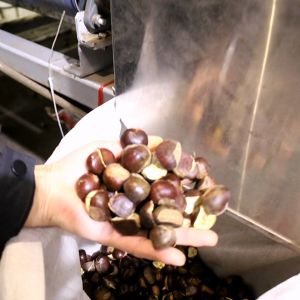 Quality 12 Channels Inshell Chestnut Sorting Machine Manufacturer 2 Ton/H for sale