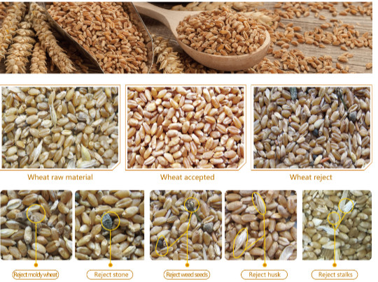8 Chutes 512 Channels Grain Wheat Sorter CCD RGB Optical