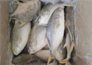 Quality Health Golden Pomfret Fish 350G Fresh Frozen Seafood For Hotel for sale