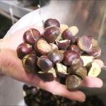 Optimize Your Output with Our High Capacity, AI Powered Chestnut Sorting Machine