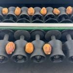 Precision Elevating Date Quality Assurance With Advanced Dates Sorting Machine