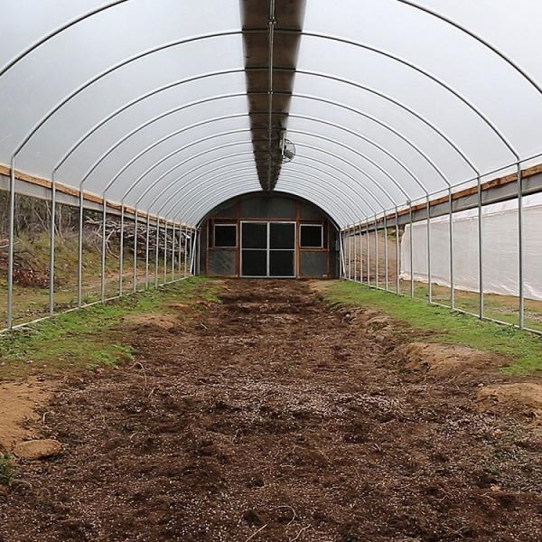 Single Tunnel PE Film Greenhouse Economic Type Vegetable Green House