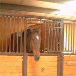 Stable Doors Equestrian Equine front Gates Panel Guards Horses for Sale