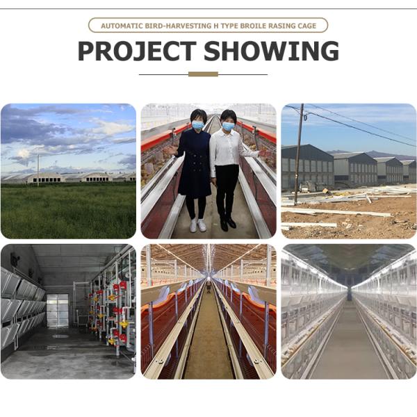 Modernization farming equipment agricultural layer cages PVC frame layer 8/9.5/10.5cm