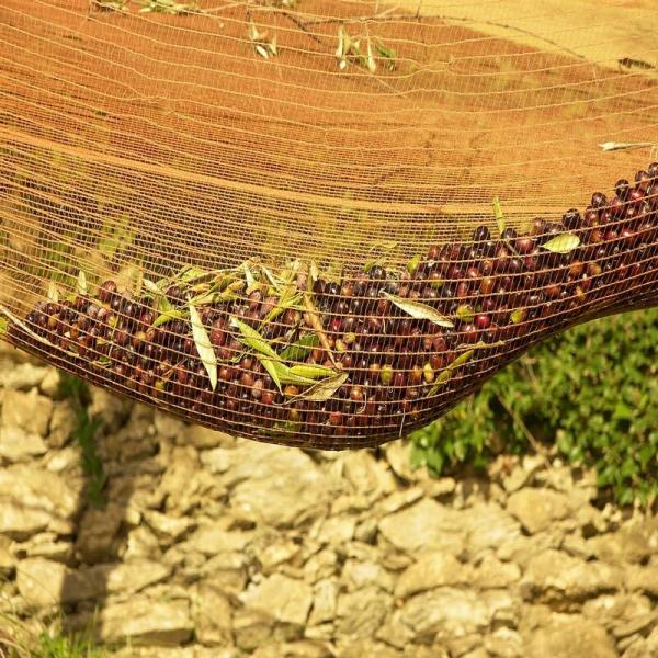 # Olive net