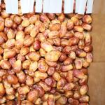 Optimal Hardness and Softness Sorting 1.4 Tons Output 6-Lane Palm Dates Sorting