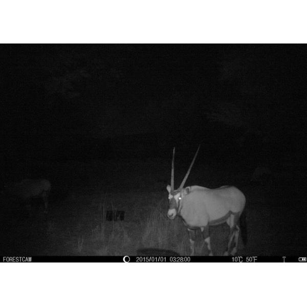 Small Wireless Hunting Trail Cameras Wireless Tree Camera With 940nm LED