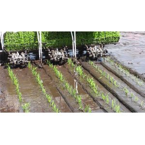120mm-170mm Rice Transplanter Machine 6 Rows Riding Type Rice Transplanter