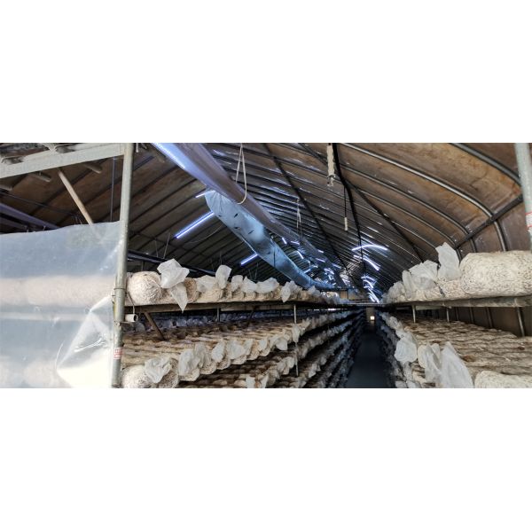Sawtooth single-span film shade net blackout greenhouse for growing mushrooms