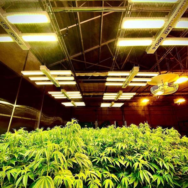 Commercial Multi-span Polytunnel Light Deprivation Greenhouse With Shade Net