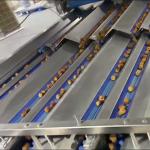 AI Powered Date Sorting Machine With Intelligent Data Statistics System High