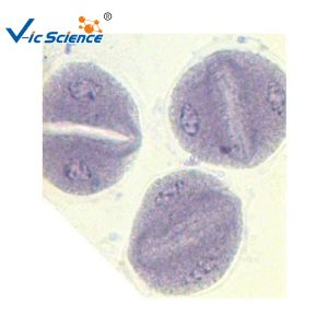 Quality Corn Anther Meiosis Prepared Fluorescent Microscope Slides 12pcs for sale