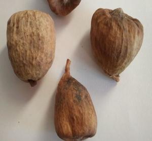 Quality Dried Climbing Fig Fruit Ficus pumila Linn Fructus Fici Pumilae for medicinal herb Pi li guo for sale