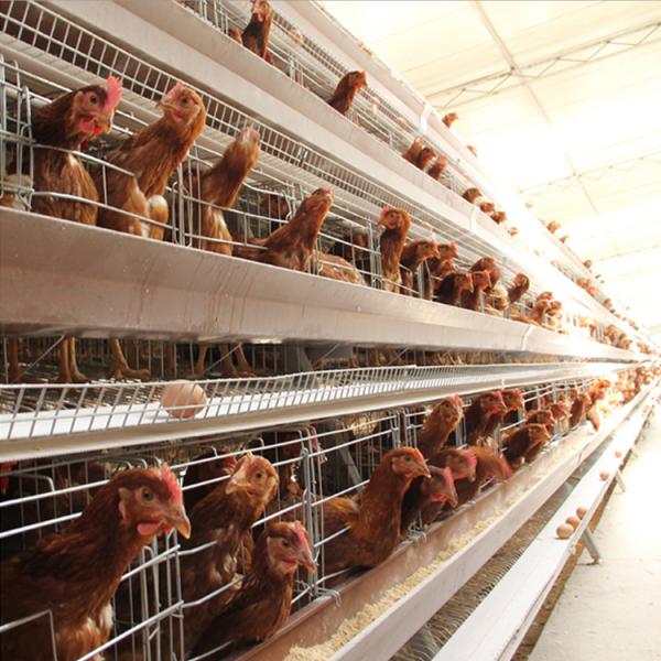 layer poultry farming cages system automatic A type layer chicken cage