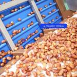 8-Lane Palm Dates Sorting Machine AI Deep Learning Size Sorting 2.0 Tons per