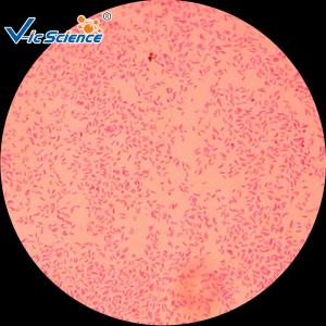 Quality Commercial Custom Microscope Slides 25pcs VIC29 Thin Glass Slides for sale