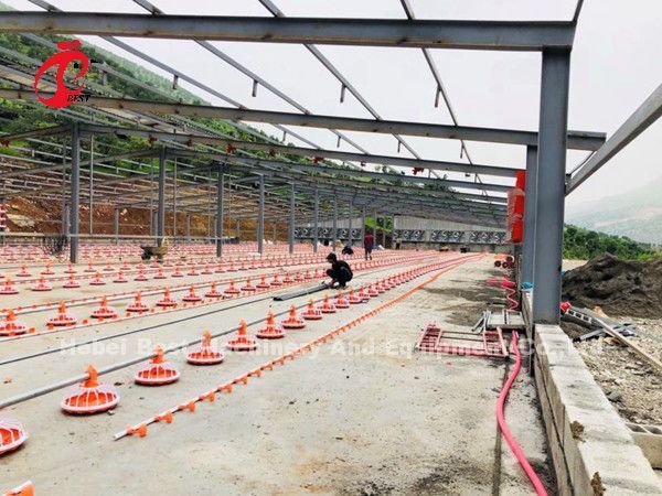 Automatic Broiler Chicken Cage with Floor Feeder Pan Drinking System Emily