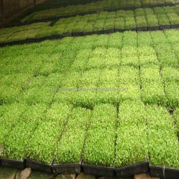 200 KG Supply Automatic Seed Planting Machine Trays Nursery Seeding Machine with CE