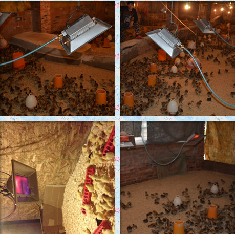 NG LPG Poultry Farm Gas Brooder Aluminzied Steel THD6808 Infrared Heater For Chicks