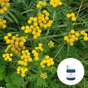 Quality CAS 8016-87-3 Wholesale price Tanacetum annuum oil 100% pure natural organic blue tansy essential oil for sale