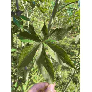 Quality High Quality Raspberry Leaves Fu Pen Zi Ye Natural Dried Organic Pregnancy Tea Raspberry Leaf Herbal Tea for sale