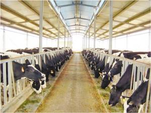 Quality Energy-efficient Light Weight Steel Structural Framing Cowshed Systems With Single Long Span for sale