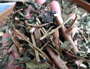 Quality Common Lantana Leaf and stem Lantana camara Lnatural herbal medicine Ma ying dan for sale