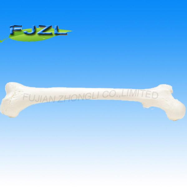 Buy human Femur model, right at wholesale prices