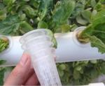 Greenhouse Net Pot Cup For Hydroponic Growing System Hydroponics Net Pots Mesh