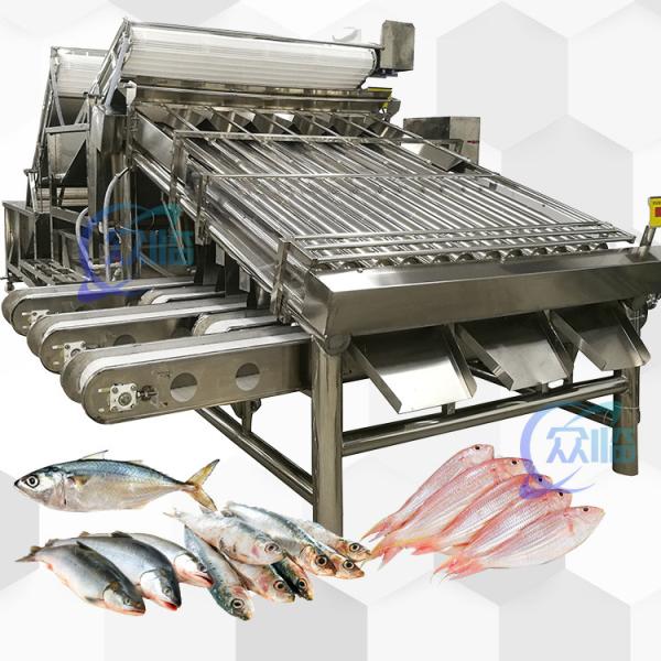 Buy Big Output Whole Fish Grader With 18 Rollers Whole Fish Sorting Machine And Fish Sizing at wholesale prices