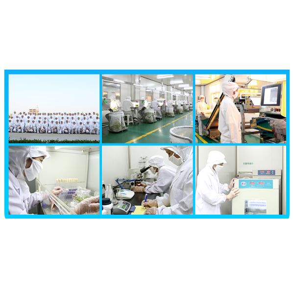 Air Dried Cabbage Max 8% Moisture with ISO,HACCP and FDA certificates