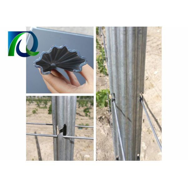 Heavy Duty Metal Grape Vine Trellis Posts In Iron Pallet Packing Erosion Resistant